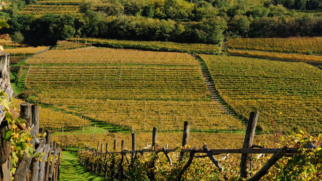 Grappe - Vinoteca Miguel